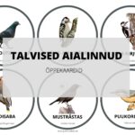 Talvised aialinnud