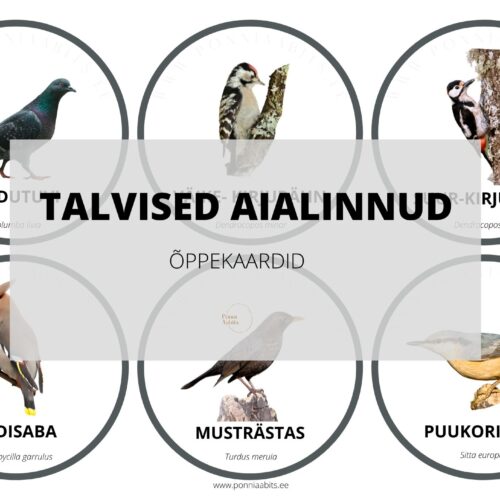 Talvine aialinnuvaatlus