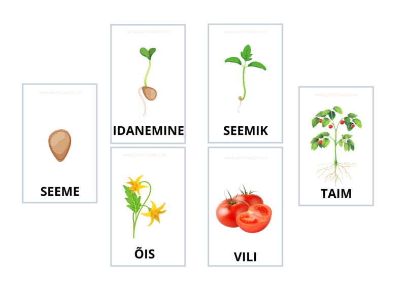 Tomati taime osade õppekaardid