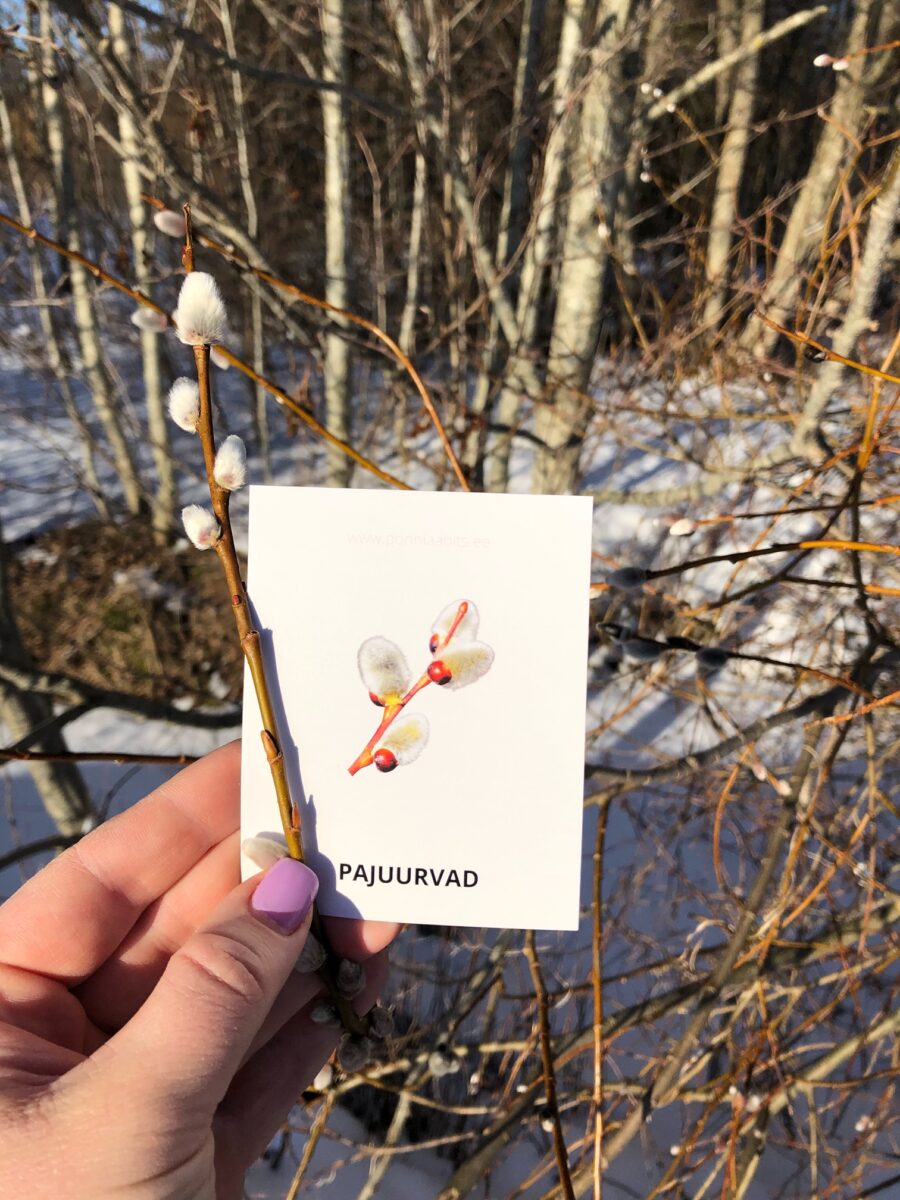 KEVADE MÄRGID- ÕPPEKAARDID