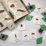 tasuta putukate õppekaardid